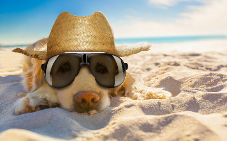 An animation of a dog laying on sand at the beach wearing sunglasses and a straw hat.